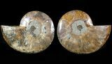 Sliced Fossil Ammonite Pair - Agatized #46507-1